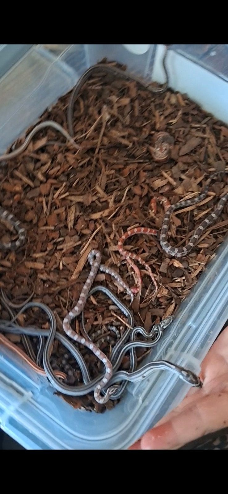 rattenslangen te koop, Dieren en Toebehoren, Reptielen en Amfibieën | Toebehoren, Ophalen