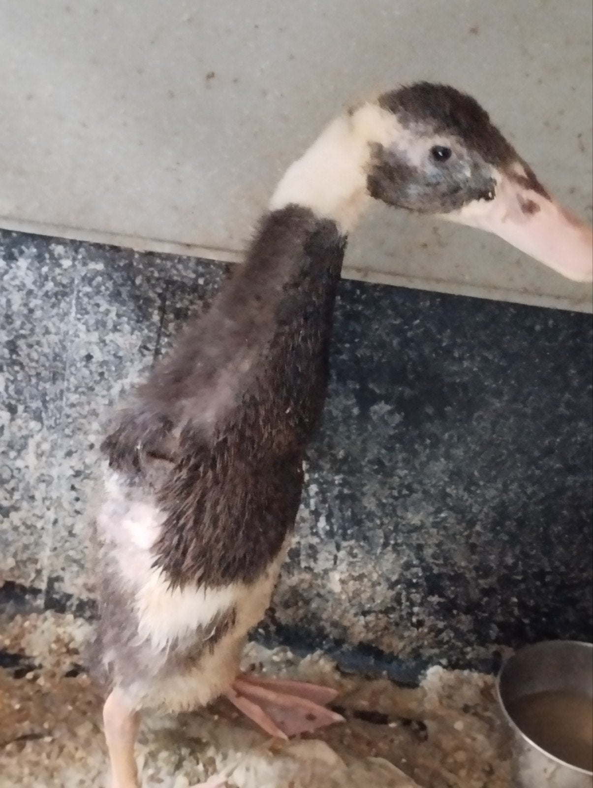 2 jonge loopeendjes, Dieren en Toebehoren, Geslacht onbekend