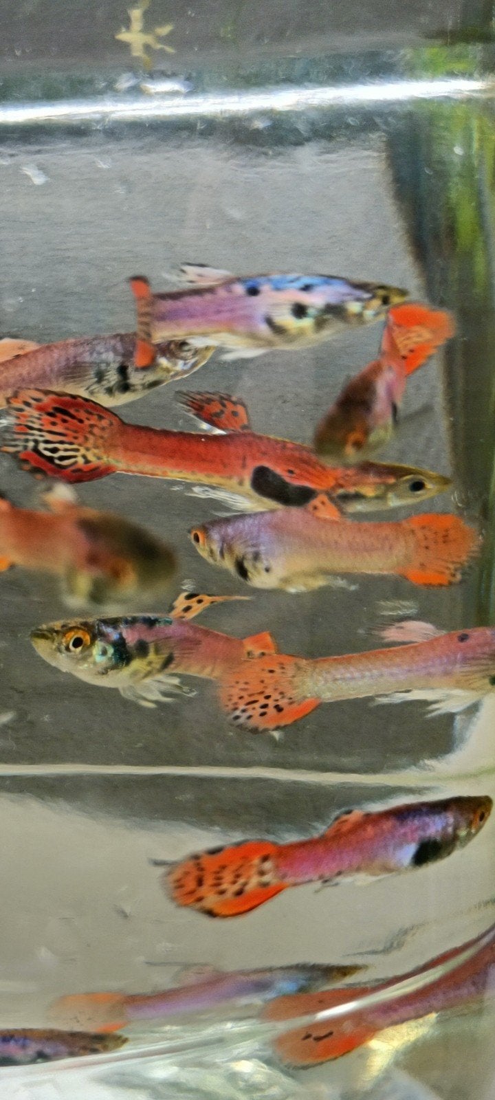 Pink tiger endler PROMooo, Dieren en Toebehoren, Vis