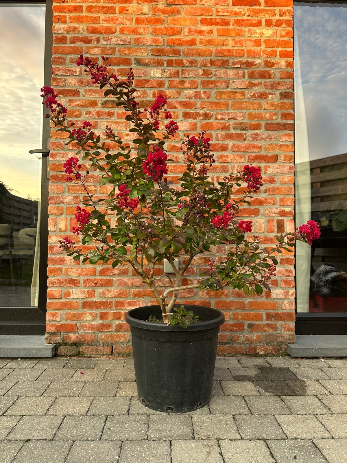 Lagerstroemia, Tuin en Terras, Planten | Struiken en Hagen, Ophalen