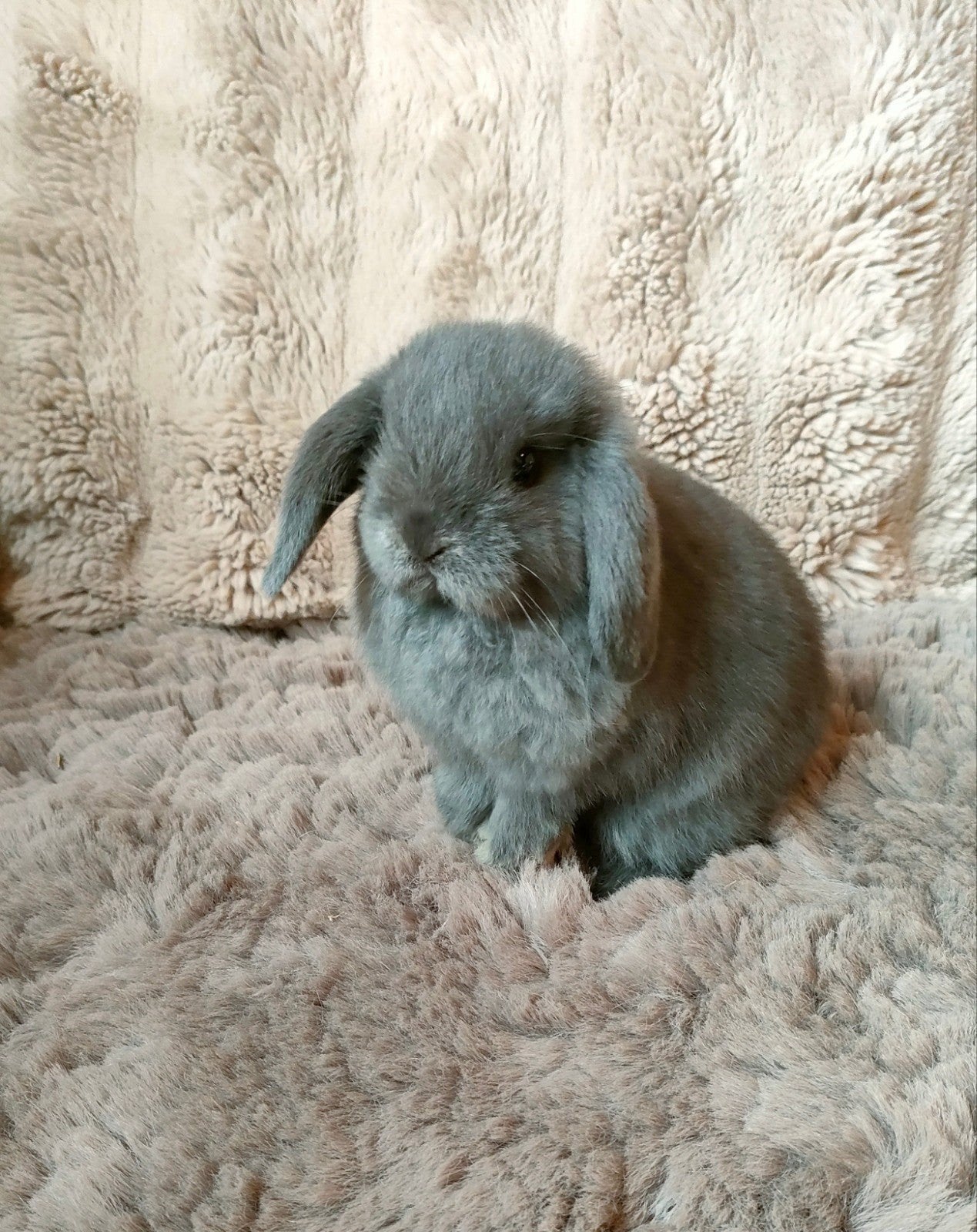minilop rammetje blauw, Animaux & Accessoires, Lapins, Mâle, Nain, Oreilles tombantes, 0 à 2 ans