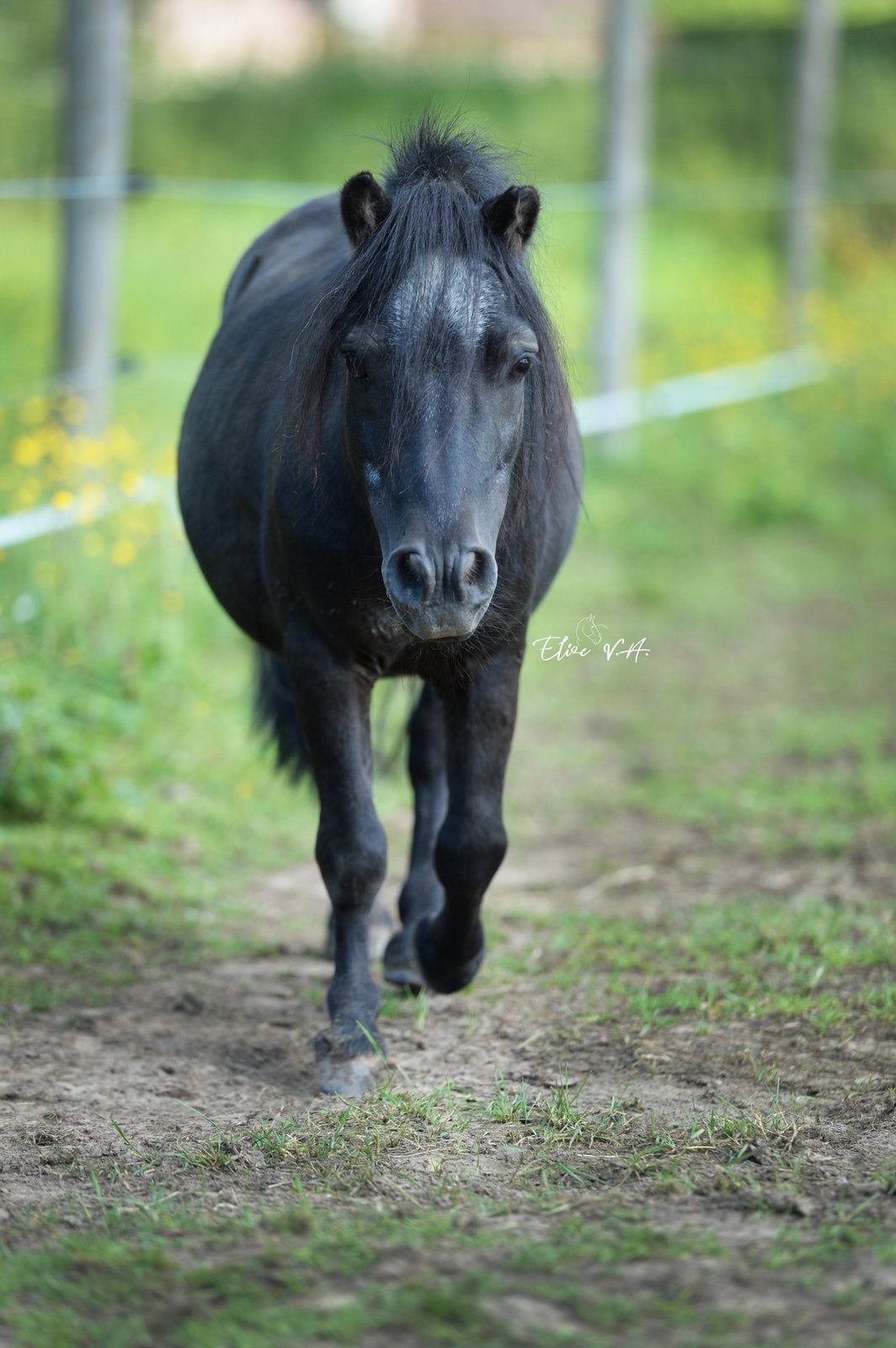 Shetlander x miniatuur ter adoptie, Dieren en Toebehoren, Gechipt, Niet van toepassing, Hengst, A pony (tot 1.17m)