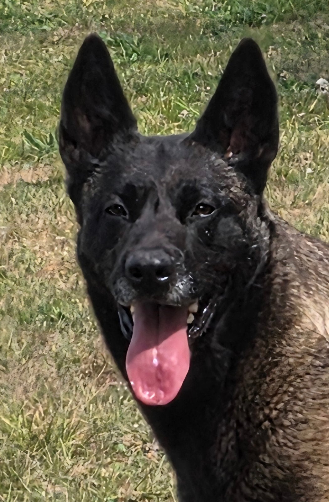 Mechelse herder TEEF, 3 à 5 ans, Chienne, Éleveur | Loisir, Un chien