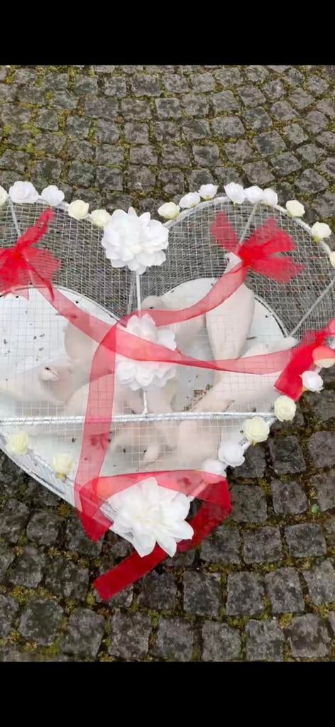 ✨ White Doves for Weddings & Special Events ✨