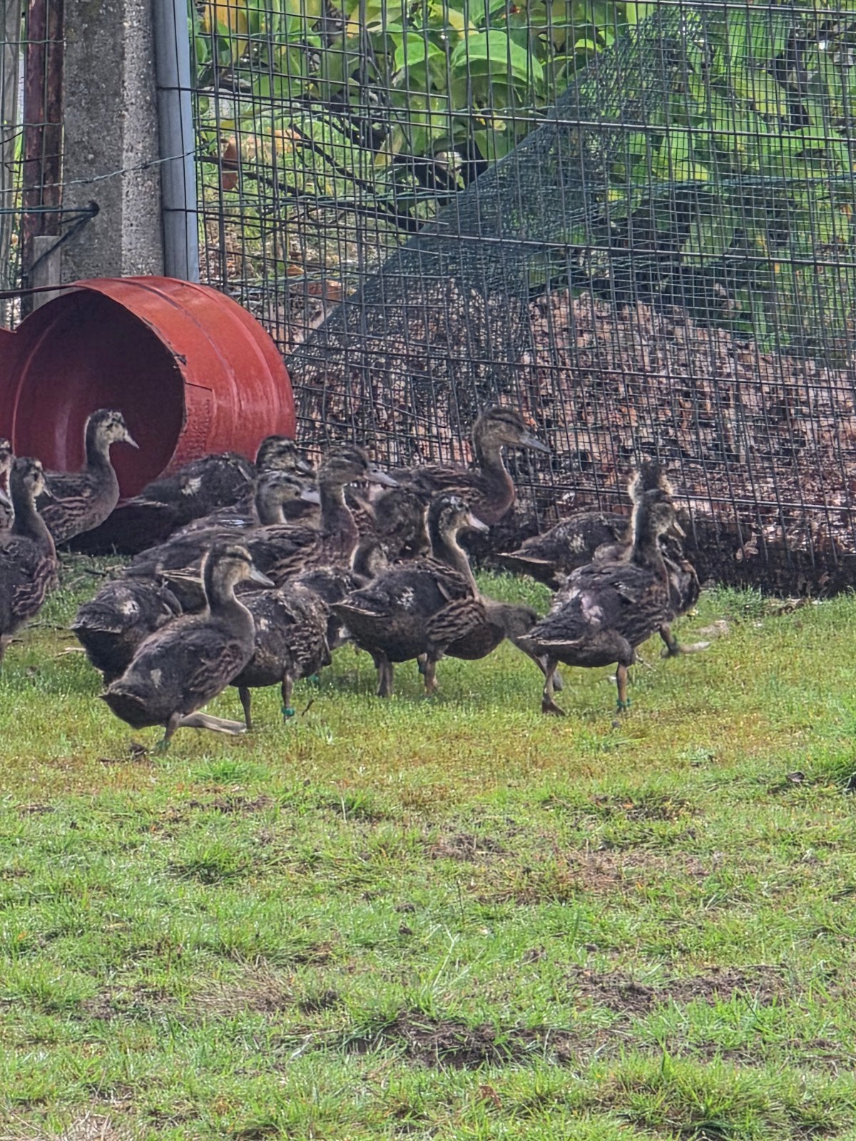 Wilde eenden te koop, Dieren en Toebehoren, Pluimvee