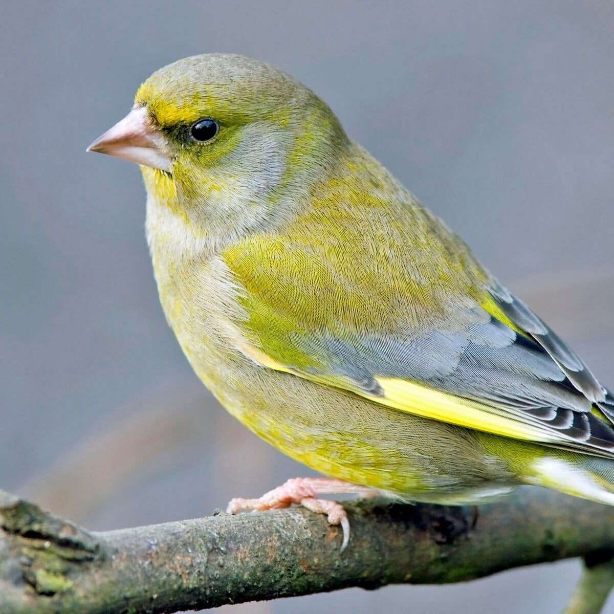 cage, canaris et verdier, Ophalen, Volière
