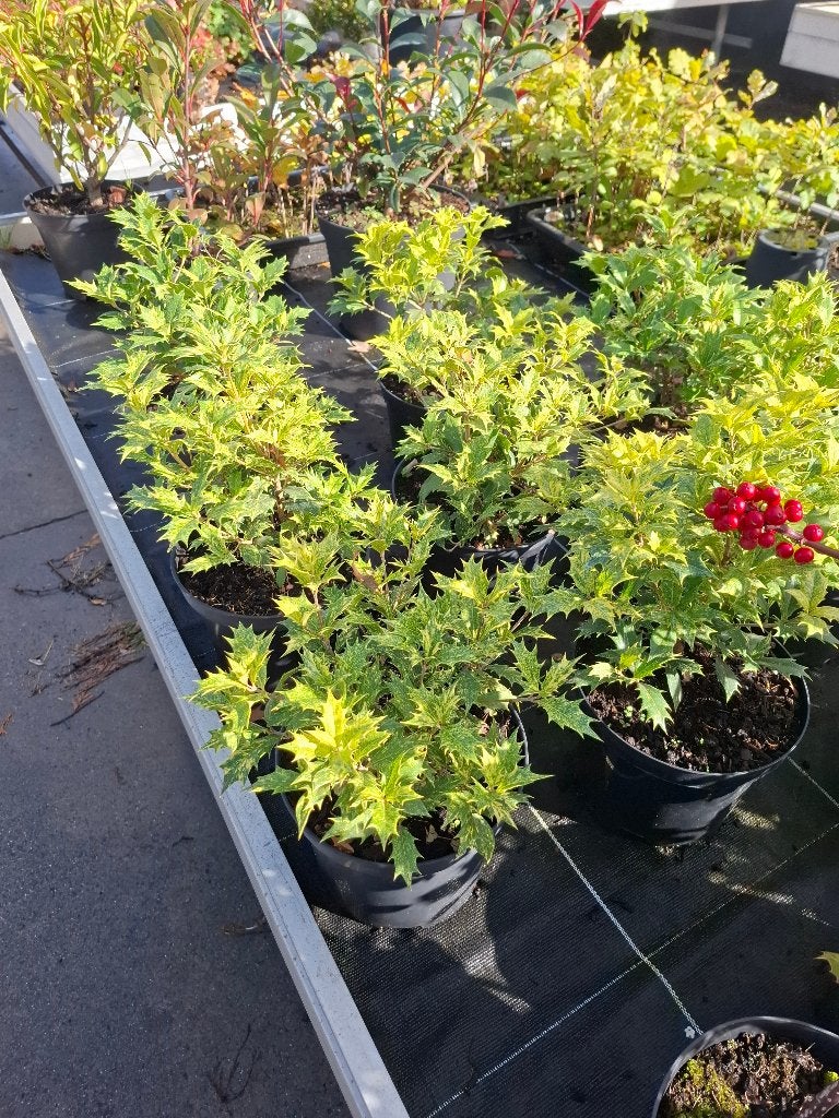 Osmanthus illicifolius variegatum, En pot, Moins de 100 cm, Autres espèces, Enlèvement