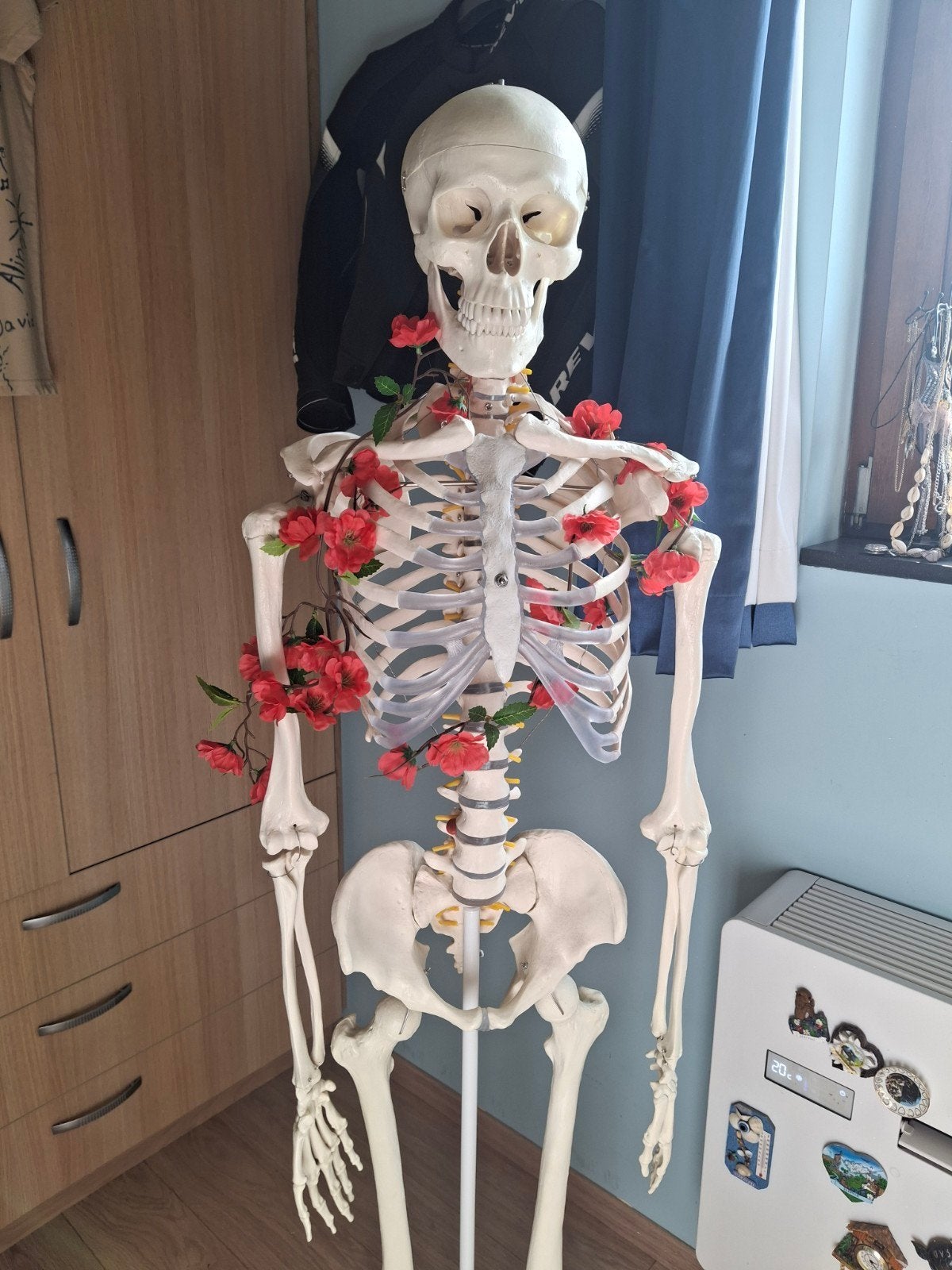 Anatomisch skelet, Ophalen, Zo goed als nieuw