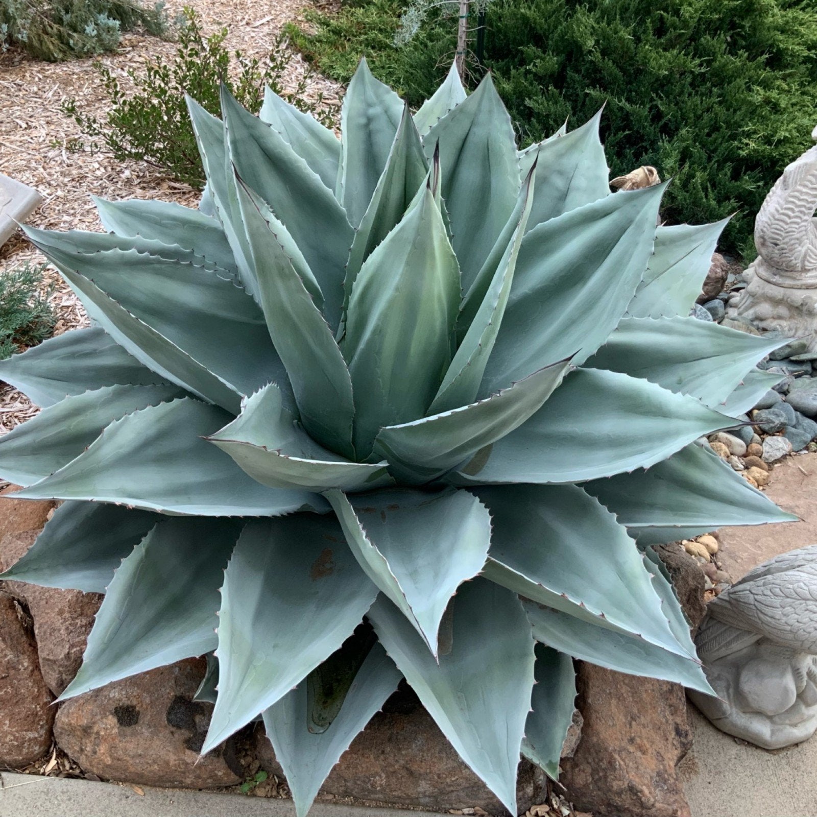 Agave ovatifolia rustique, Hiver, Plein soleil, Plante fixe, Enlèvement ou Envoi