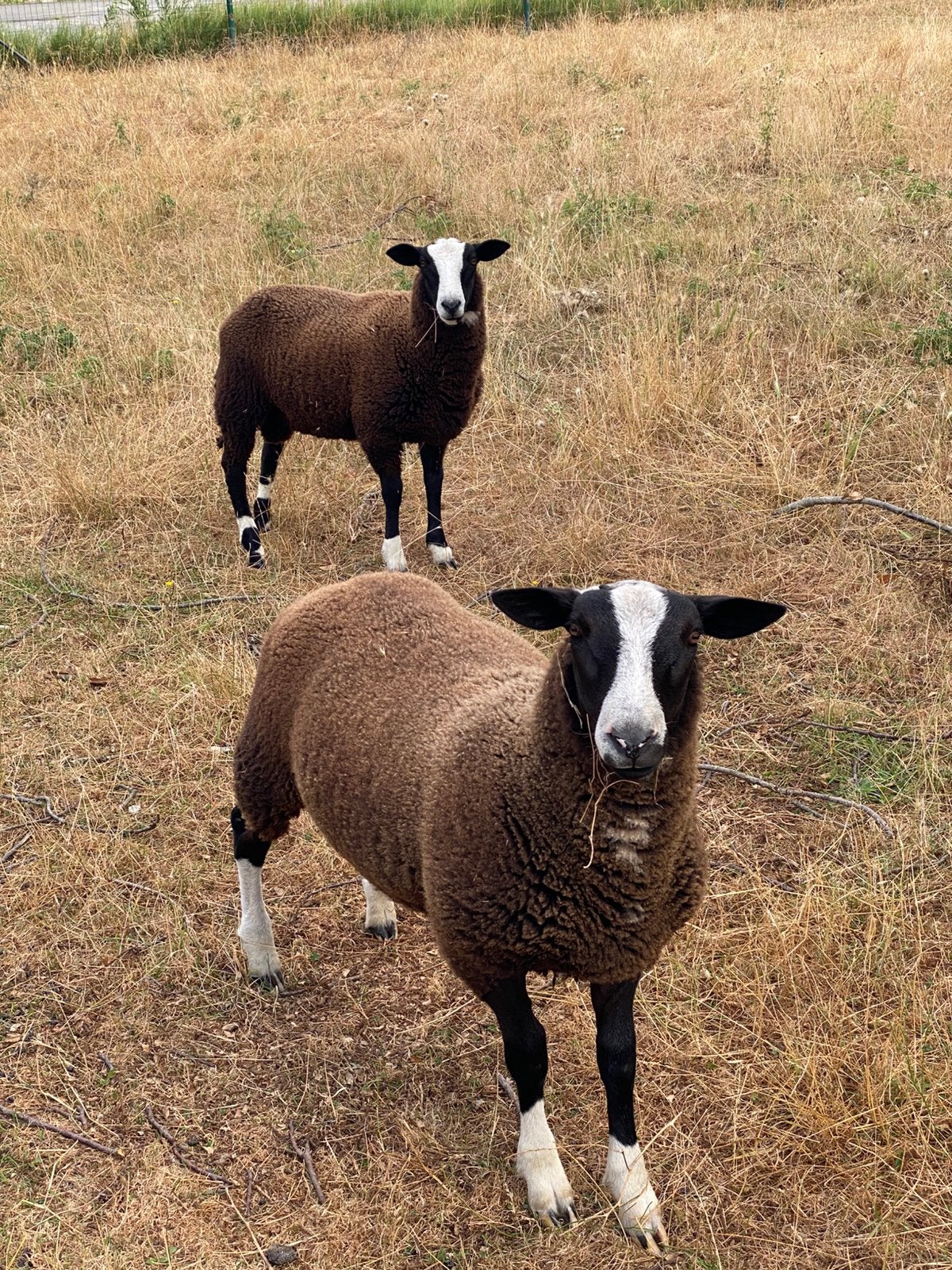 Zwartbles rammen, Mâle, Mouton, 0 à 2 ans