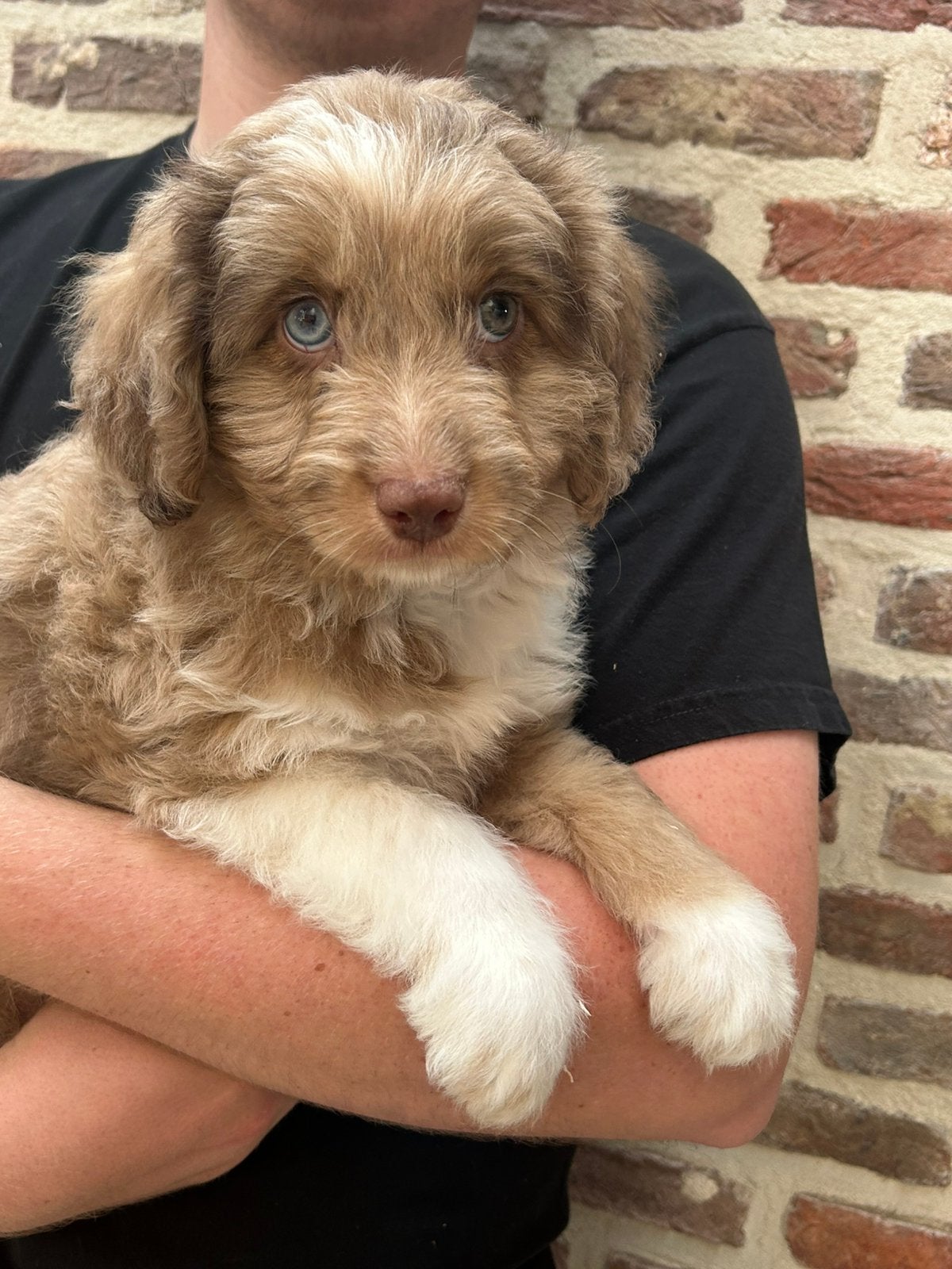 Mini Australian doodles, Parvo, België, Overige rassen, 8 tot 15 weken