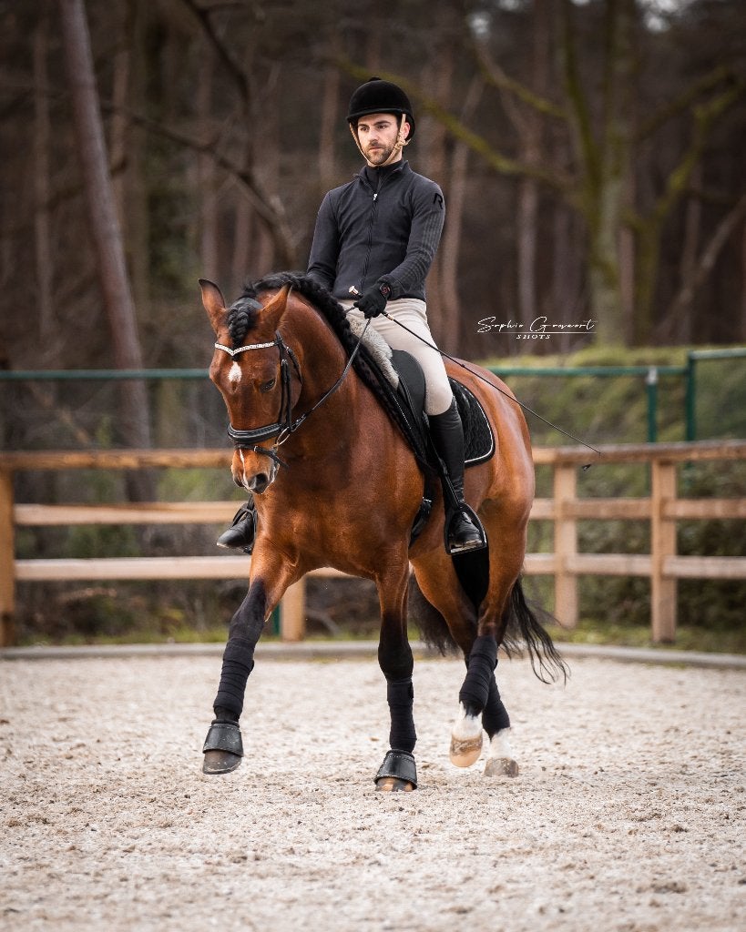 Spaanse pre ruin, Dieren en Toebehoren, Ruin, 160 tot 165 cm, Met stamboom, 11 jaar of ouder
