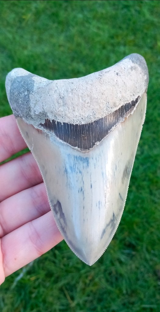 Megalodon haaientand uit Indonesie fossielen, Verzamelen, Ophalen of Verzenden