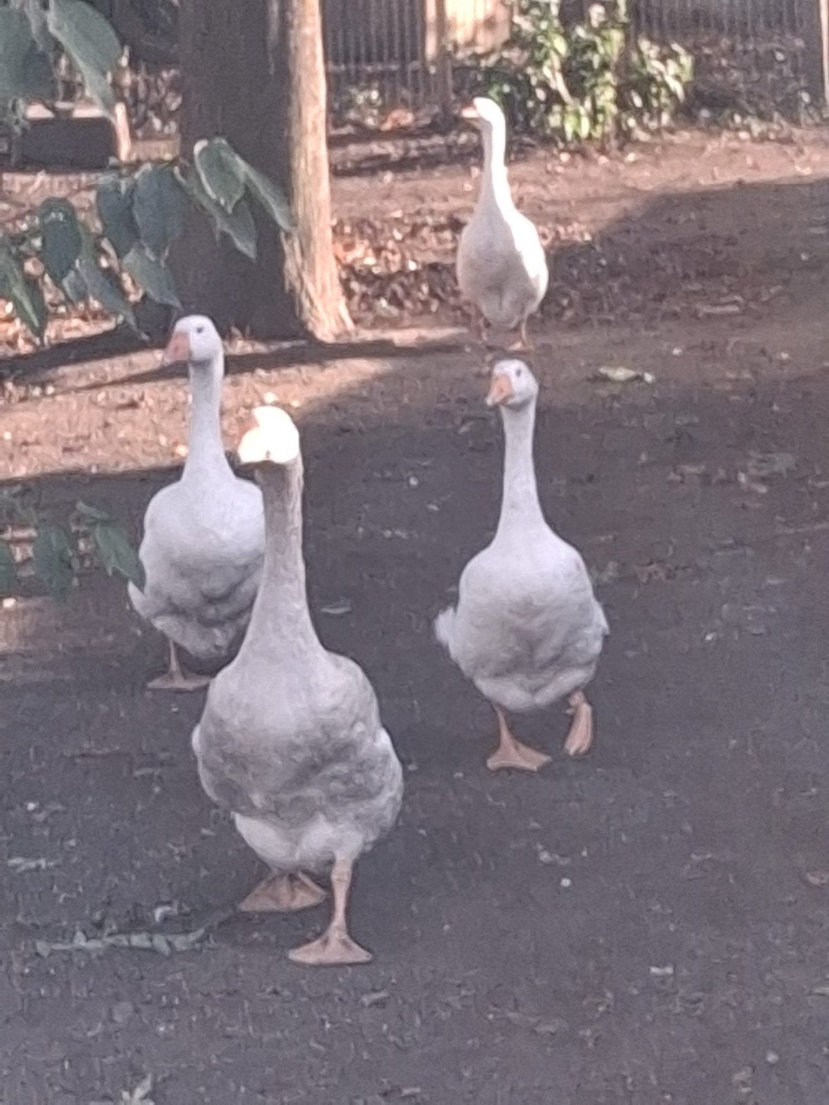 4 jonge ganzen te koop