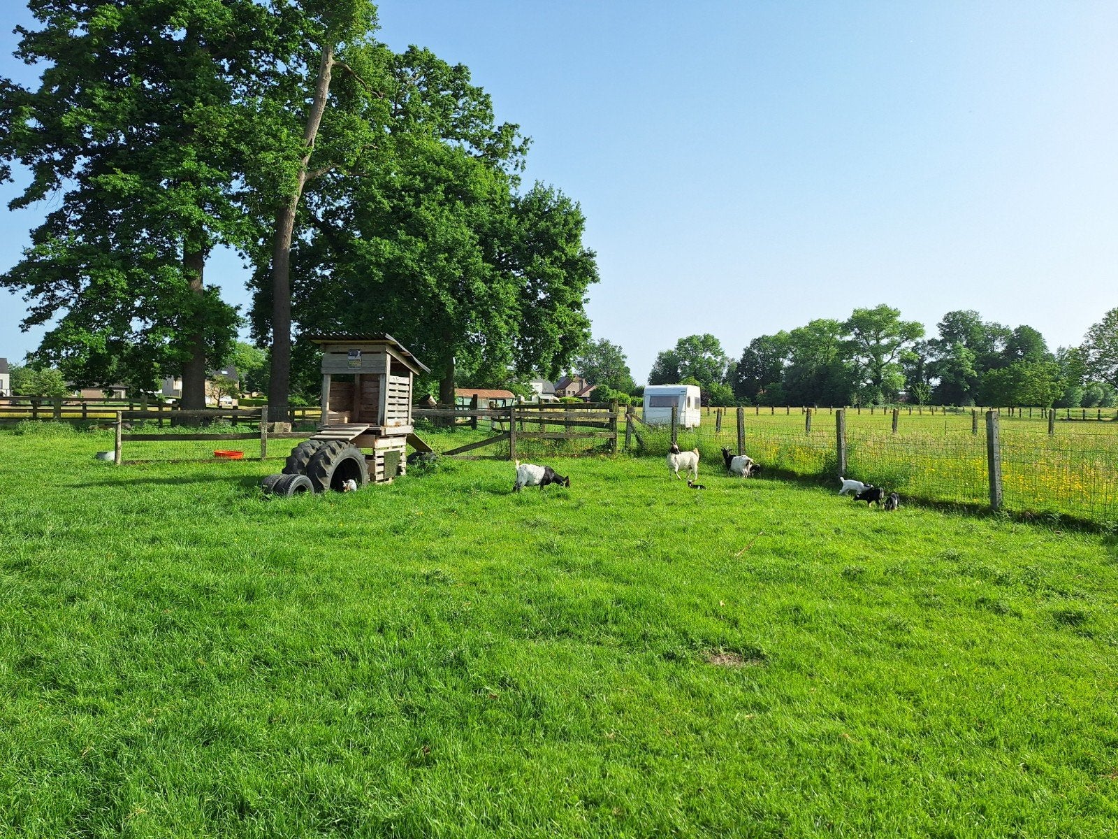 shetlanders gezocht voor begrazing weide, Weidegang, 2 of 3 paarden of pony's