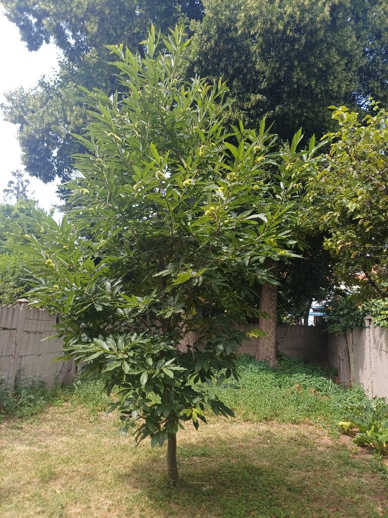 Grand chataignier encore en terre a vendre, Enlèvement, Plante fixe