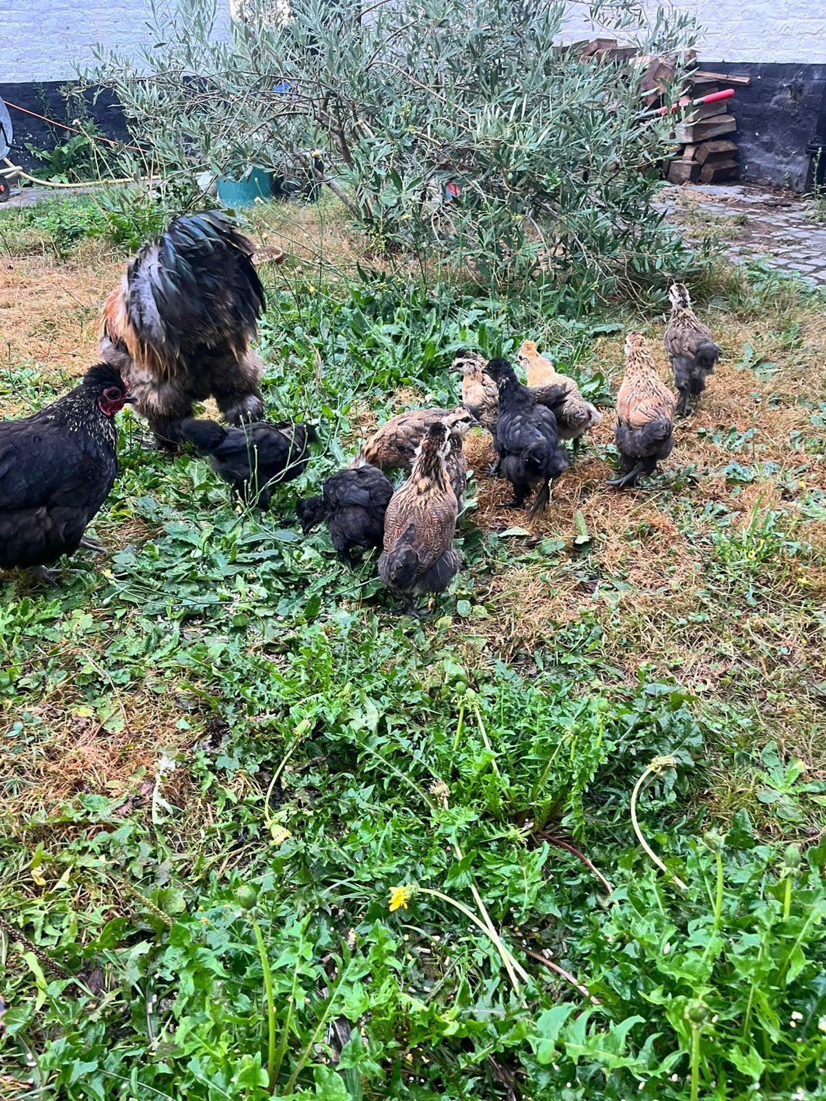 11 kuikens, Dieren en Toebehoren, Pluimvee