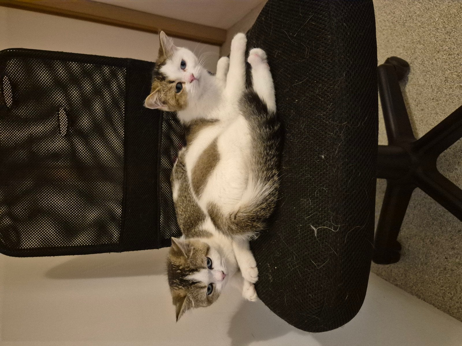 Britse korthaar kittens, Plusieurs animaux, Vermifugé, 0 à 2 ans