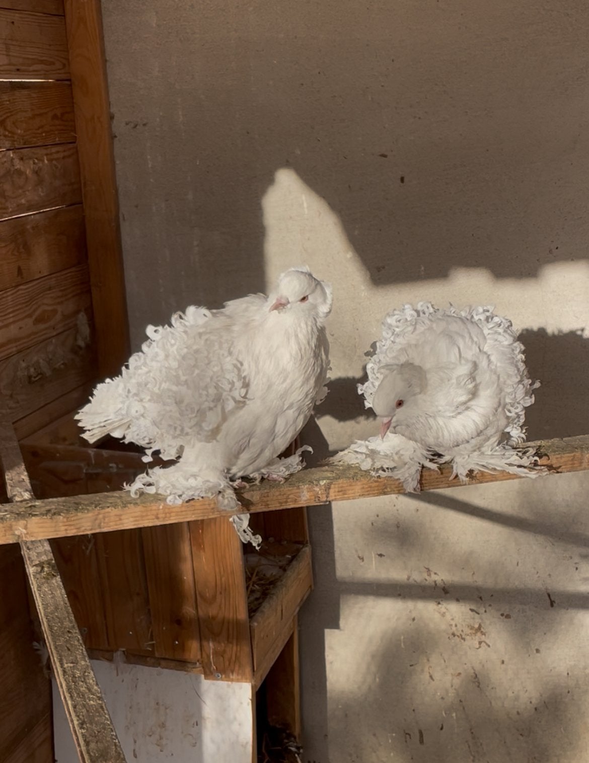 Duiven te koop, Dieren en Toebehoren