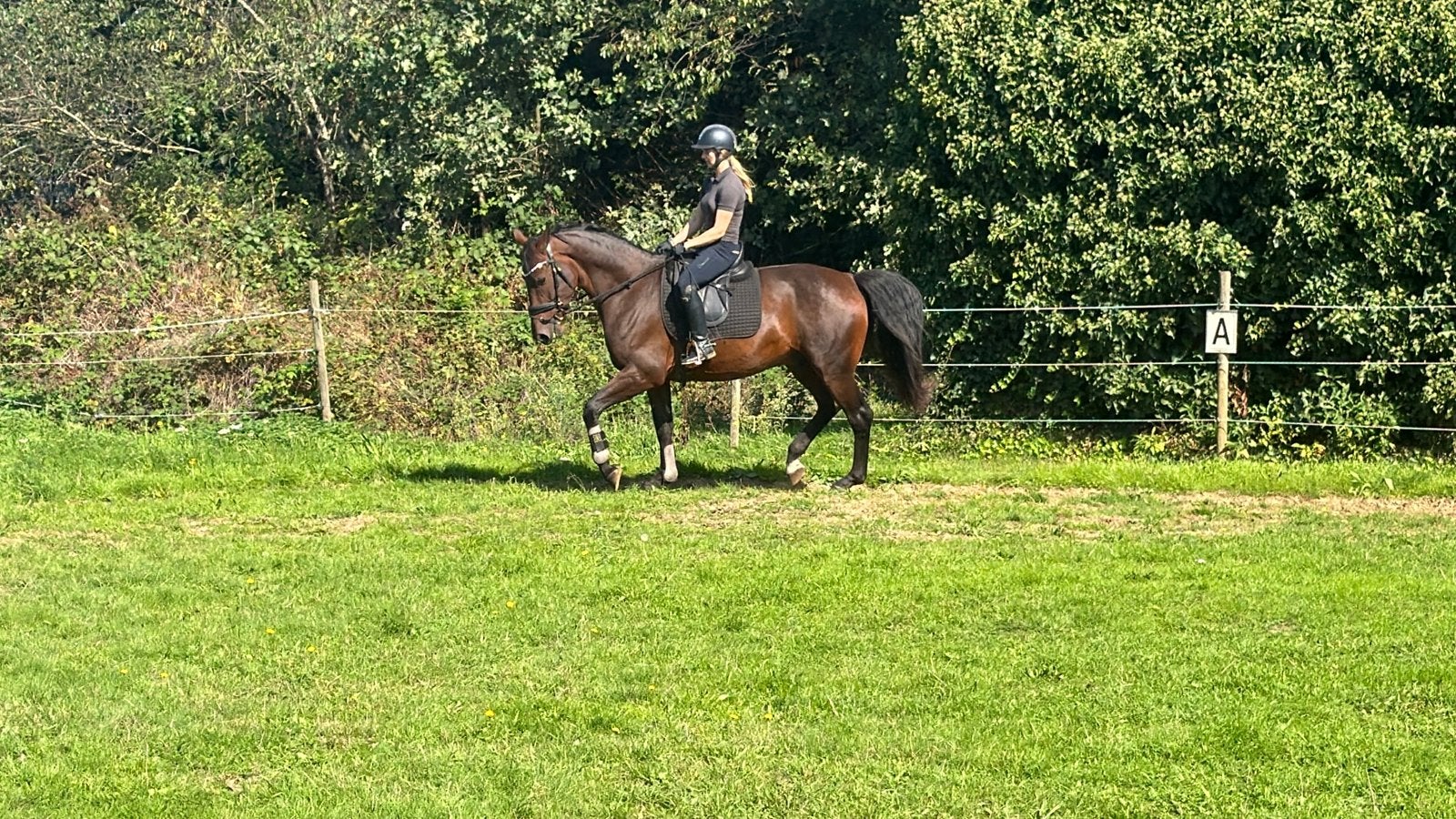 lieve 5 jarige ruin, Dieren en Toebehoren, Ruin, Dressuurpaard, 3 tot 6 jaar, 160 tot 165 cm