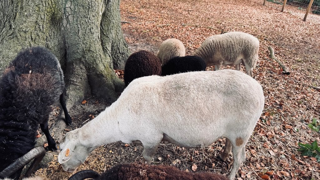 Schaap te koop, Dieren en Toebehoren, April, Meerdere dieren