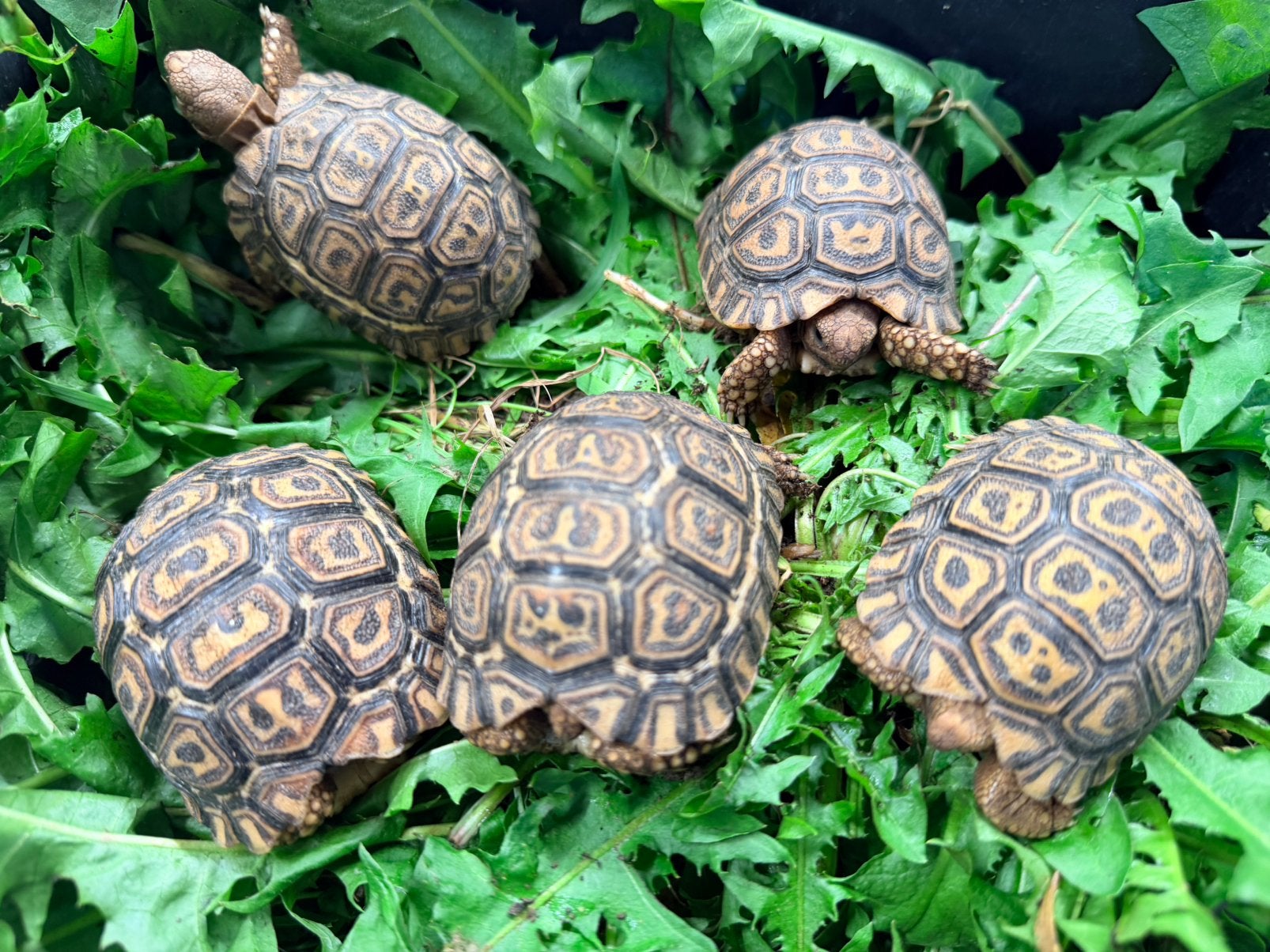 Tortue pardalis pardalis, Animaux & Accessoires, Tortue