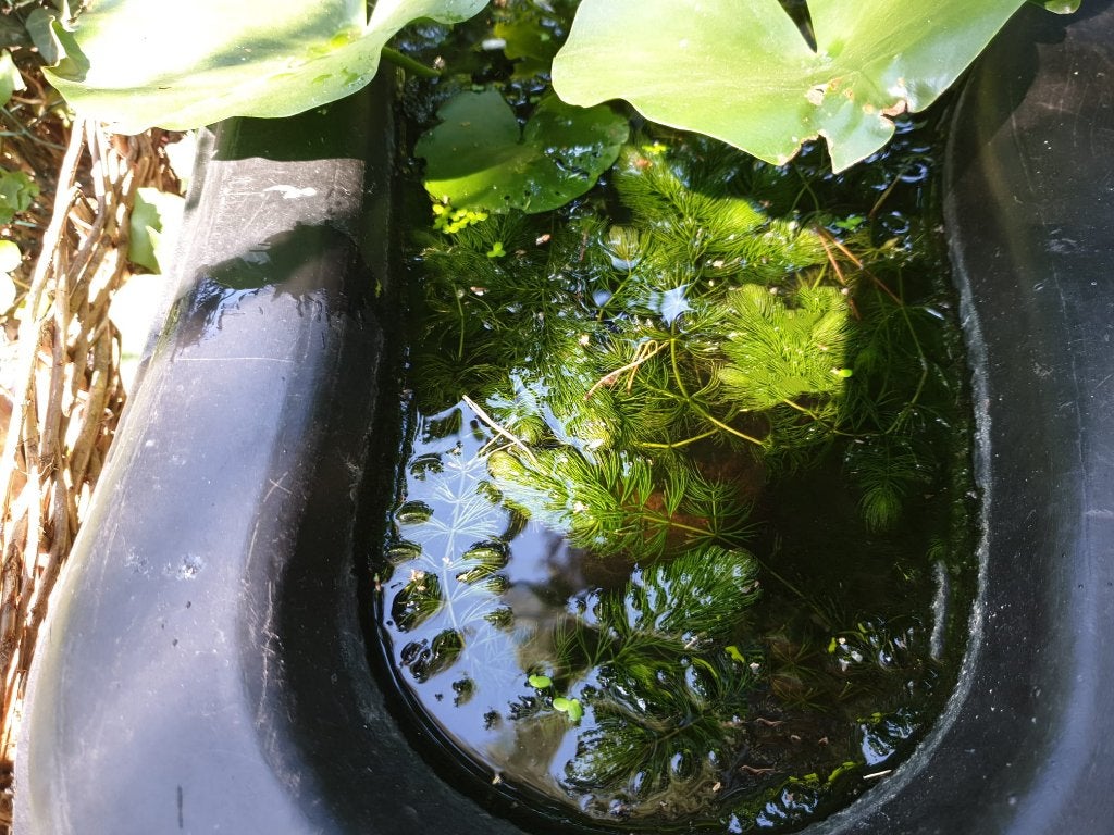 zuurstof - vijver planten, Tuin en Terras, Vijvers, Ophalen, Nieuw