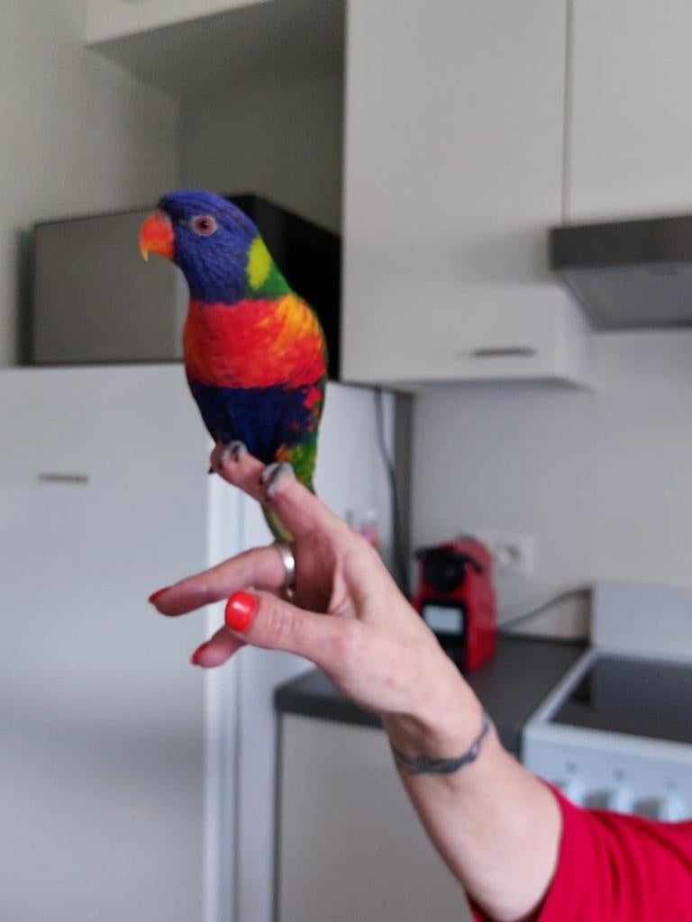 Kweekkoppel lories van de blauwe bergen. + 3j Met papieren., Dieren en Toebehoren, Vogels | Parkieten en Papegaaien