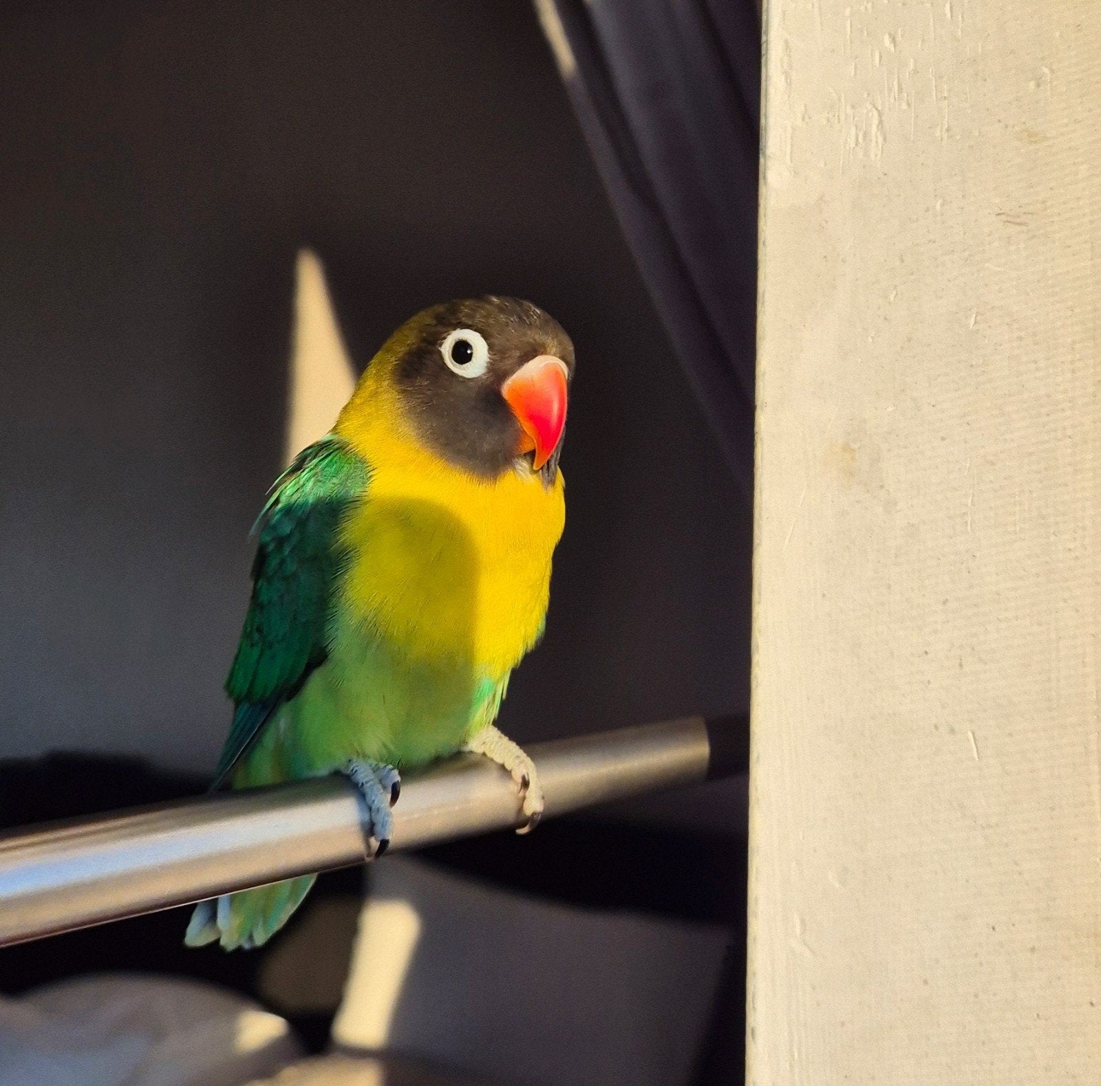 Cage + magnifique tourtereau très apprivoisé, Animaux & Accessoires, Oiseaux | Oiseaux Autre
