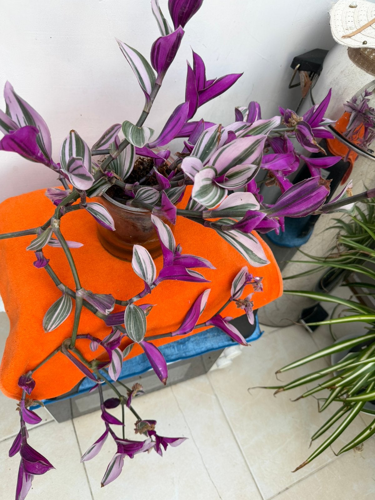 Kamerplanten, Maison & Meubles, Plantes d'intérieur, Enlèvement