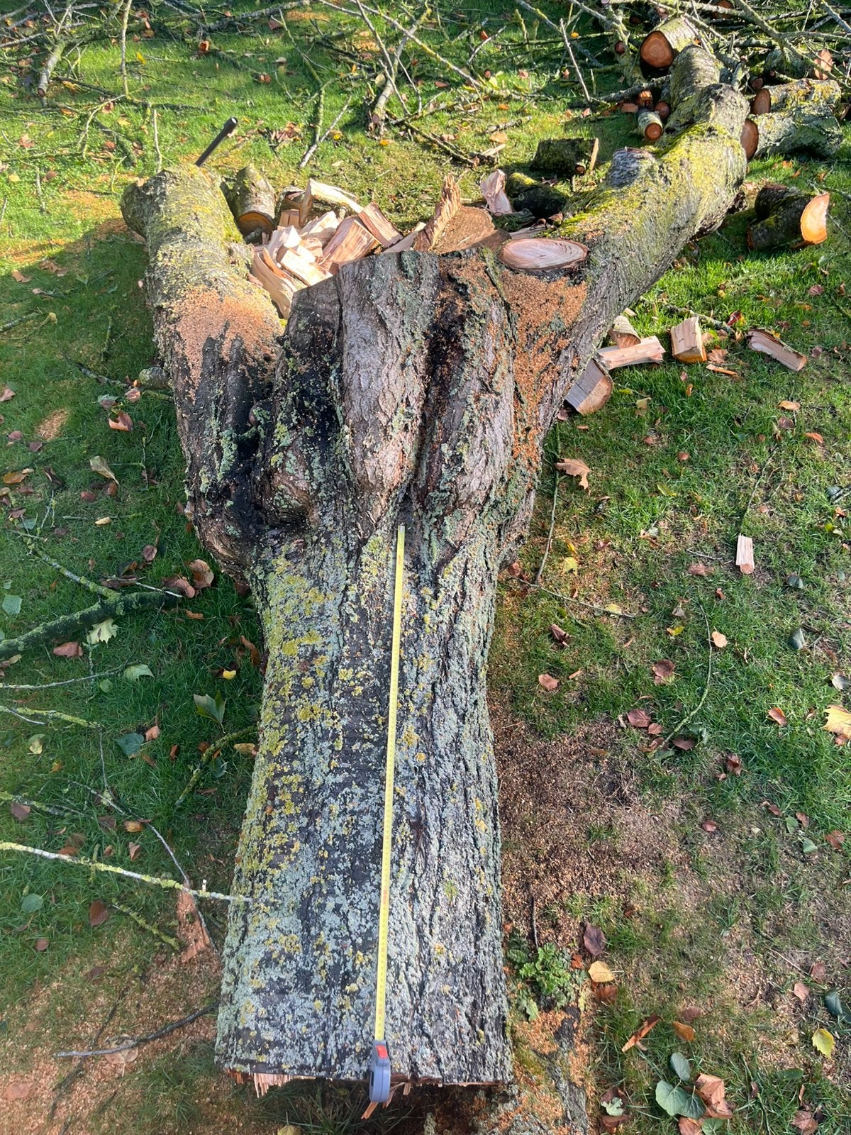 Prachtige dikke kersenstam + takken houtdraaier-beeldhouwer, Antiek en Kunst, Ophalen, Hout