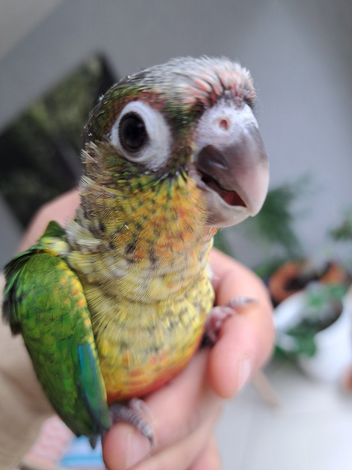 Bébé perroquet conure eam porteur Lutino, Perroquet