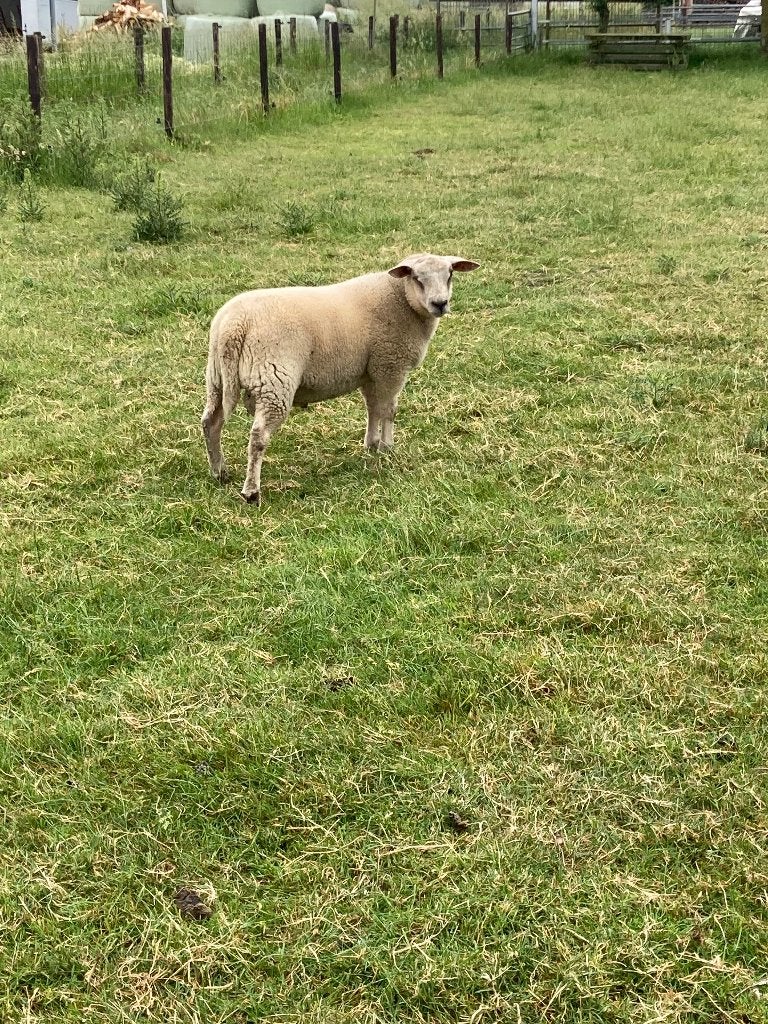 Schapen, Mâle, Mouton, 0 à 2 ans