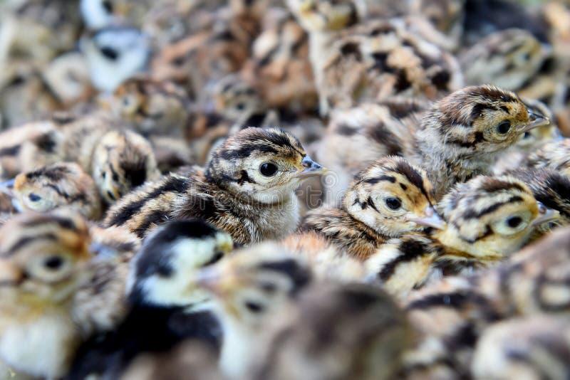 Kuikens Bosfazanten, Dieren en Toebehoren