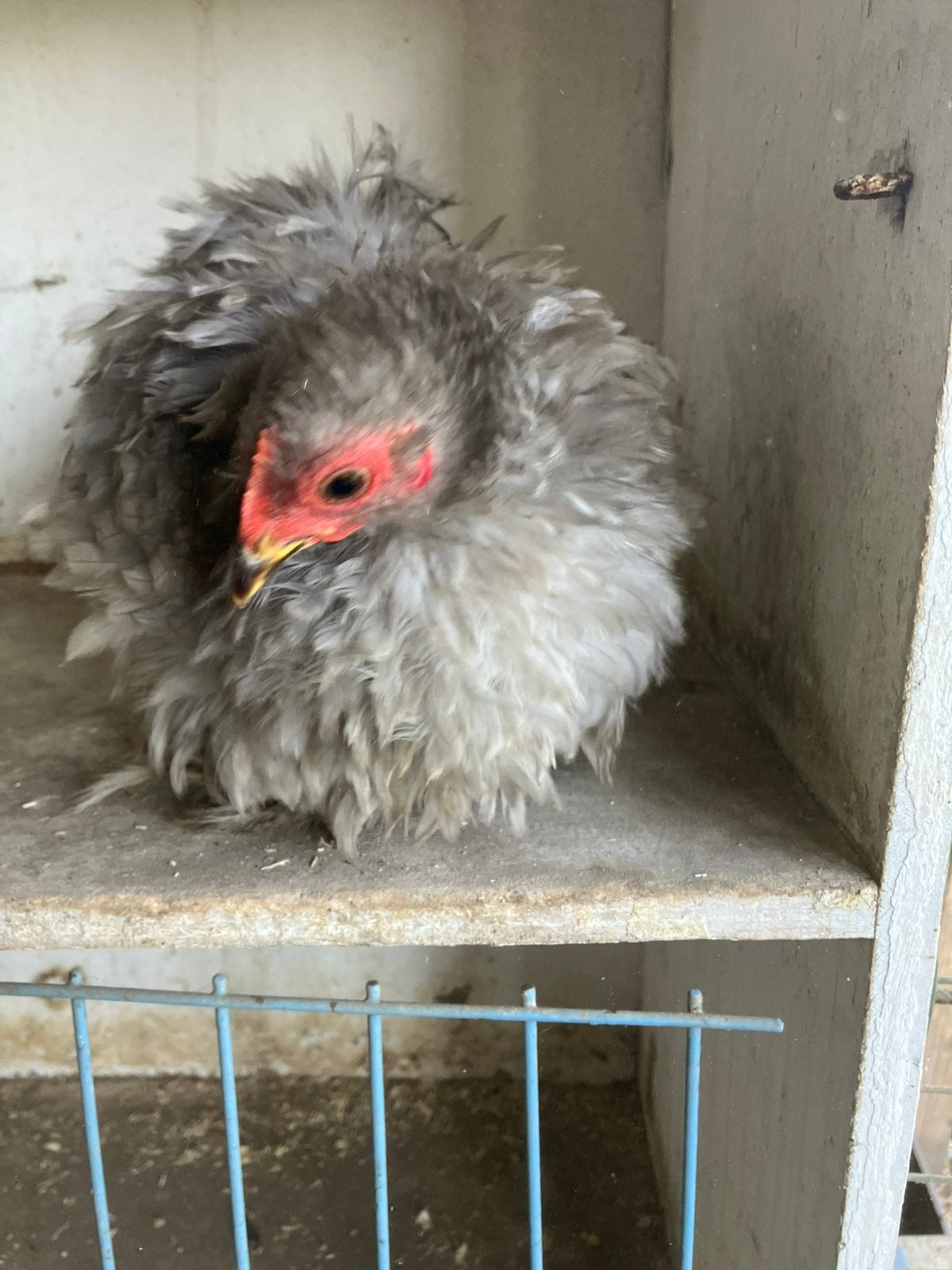 Cochin krielen krul, Dieren en Toebehoren, Pluimvee