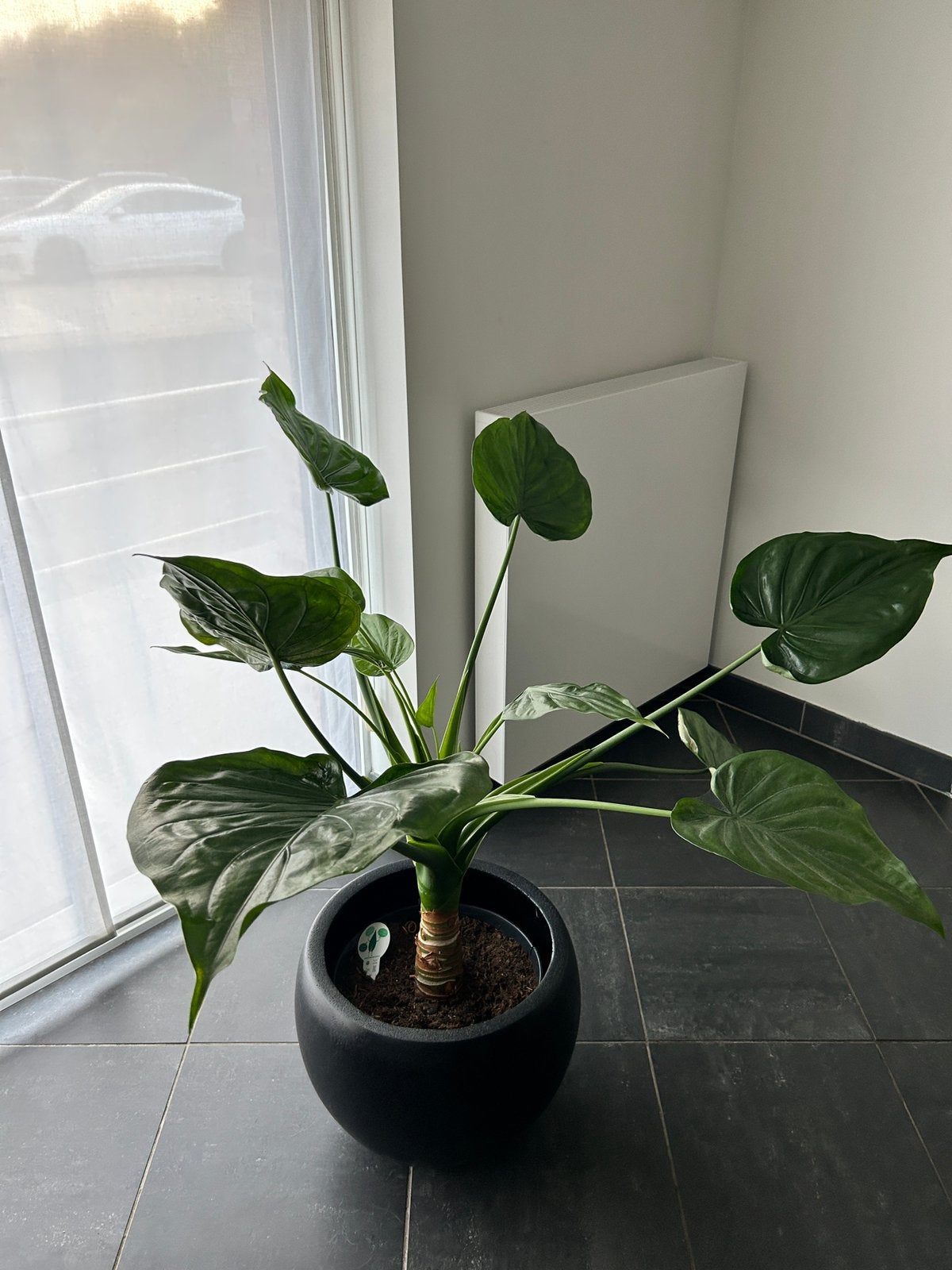 Plante Alocasia Cucullata, Maison & Meubles, Plante verte, Enlèvement