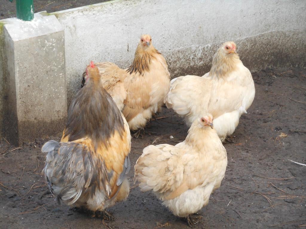 Broedeieren Cochin kriel, Dieren en Toebehoren, Pluimvee, Kip