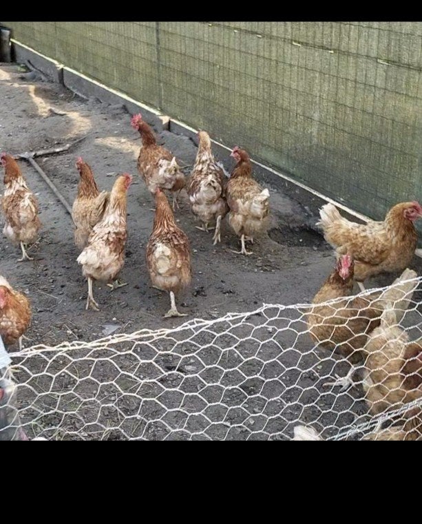 Legkippen, Dieren en Toebehoren, Pluimvee