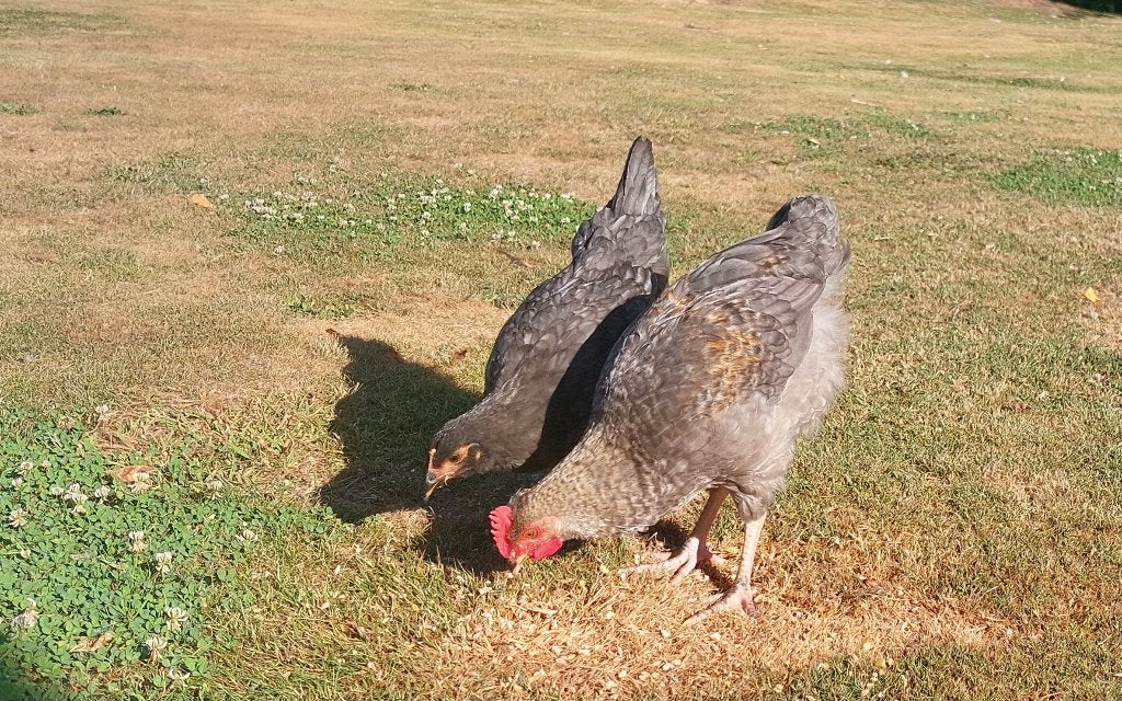 Hennetje en haan, Dieren en Toebehoren, Vrouwelijk, Kip