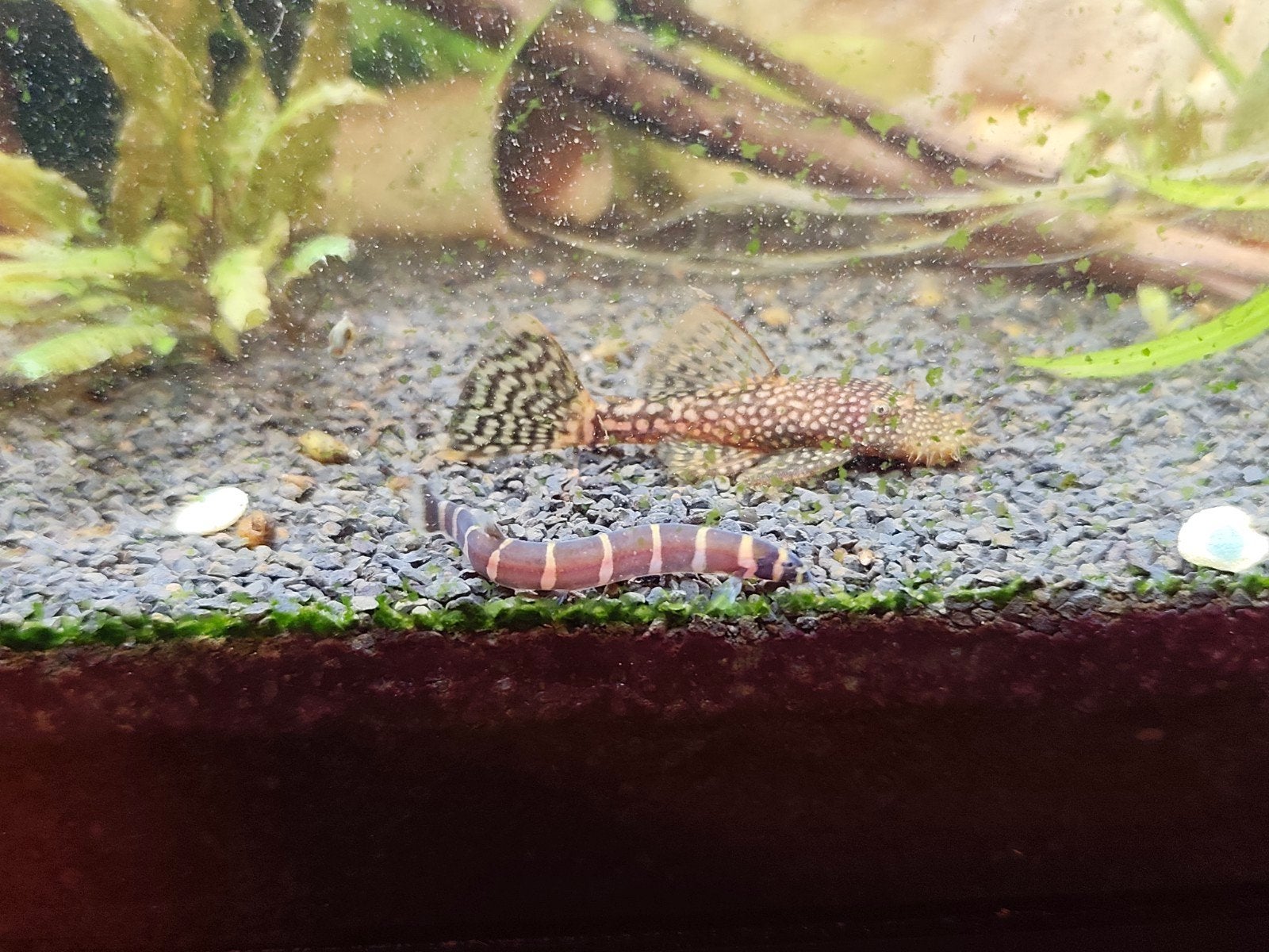 Ancistrus bewezen kweekgroep, Animaux & Accessoires, Poisson, Poisson d'eau douce