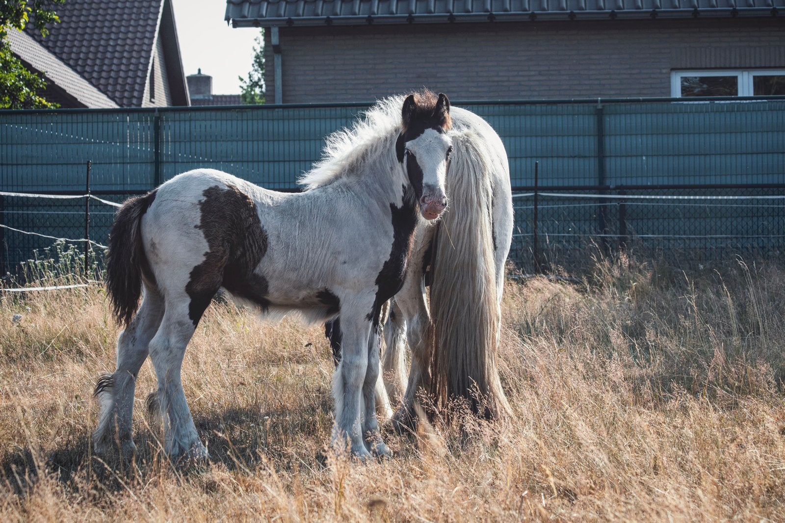 Mooi bont tinker merrie veulen, Dieren en Toebehoren, Merrie