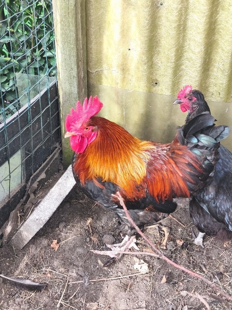 Marans koperzwart, Mâle, Poule ou poulet