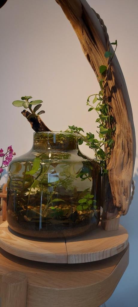 Aquarium, lampe design nature, Maison & Meubles, Lampes | Lampes de table, Enlèvement
