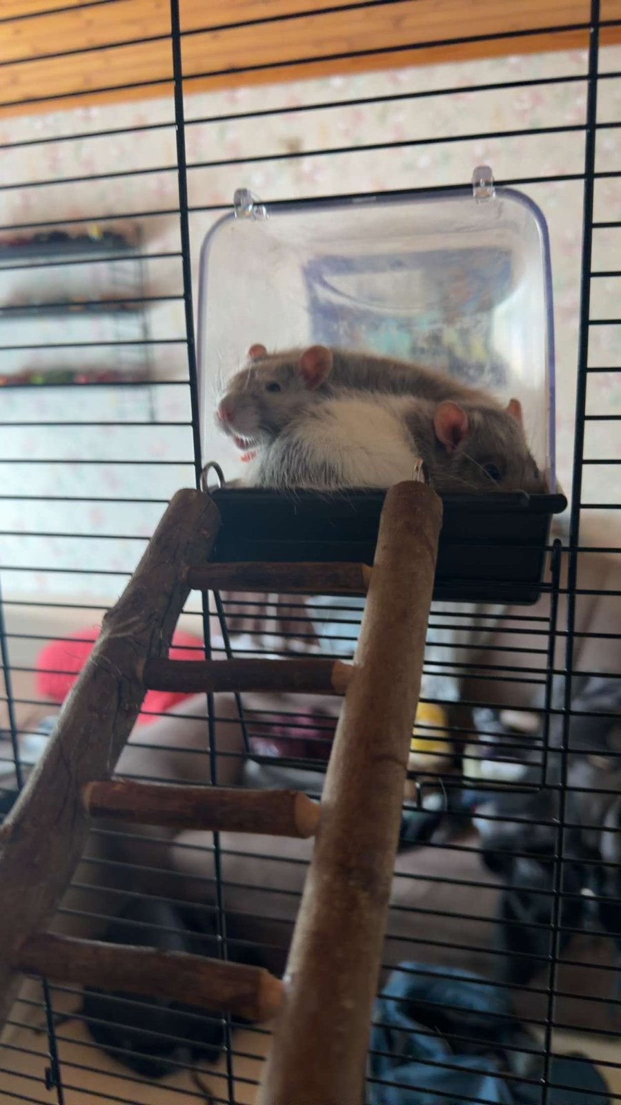 2 dumboratjes + 2 kooitjes en accessoires, Animaux & Accessoires, Rongeurs & Lapins | Cages & Clapiers, 90 cm ou plus, Rat, 75 à 110 cm