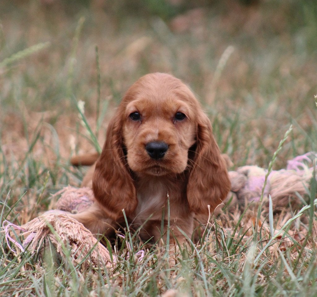 Chiot Cocker anglais, Animaux & Accessoires, Chiens | Retrievers, Épagneuls & Chiens d'eau, Chien (mâle), Maladie de Carré (chiens)