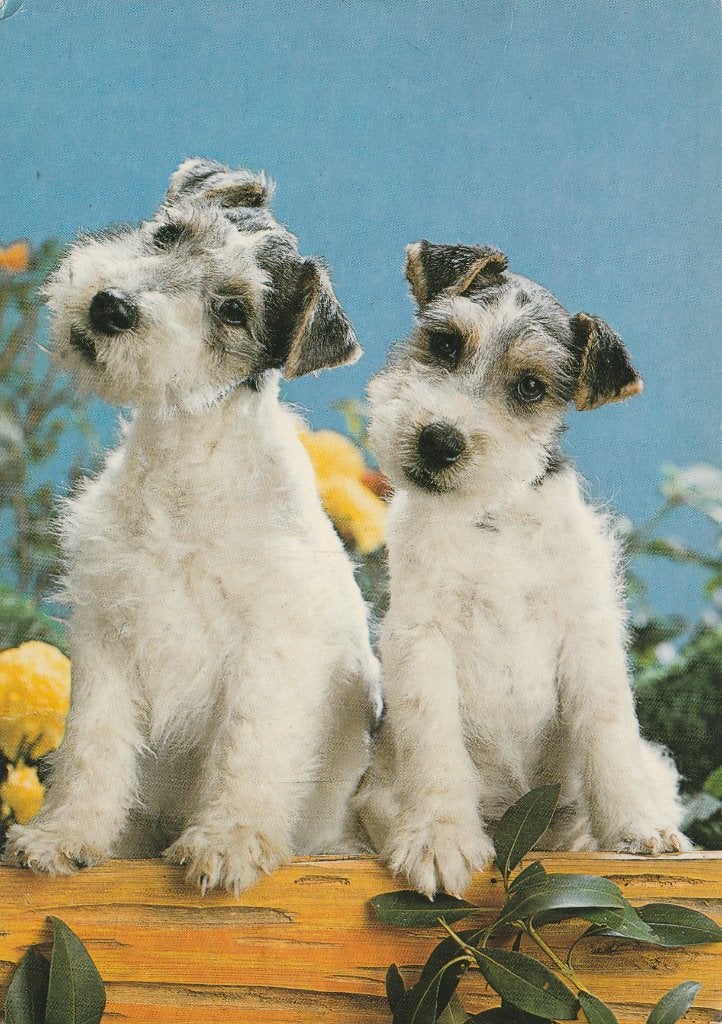 FOX-TERRIERS  PUPPY'S, Enlèvement ou Envoi, Affranchie, Chien ou Chat