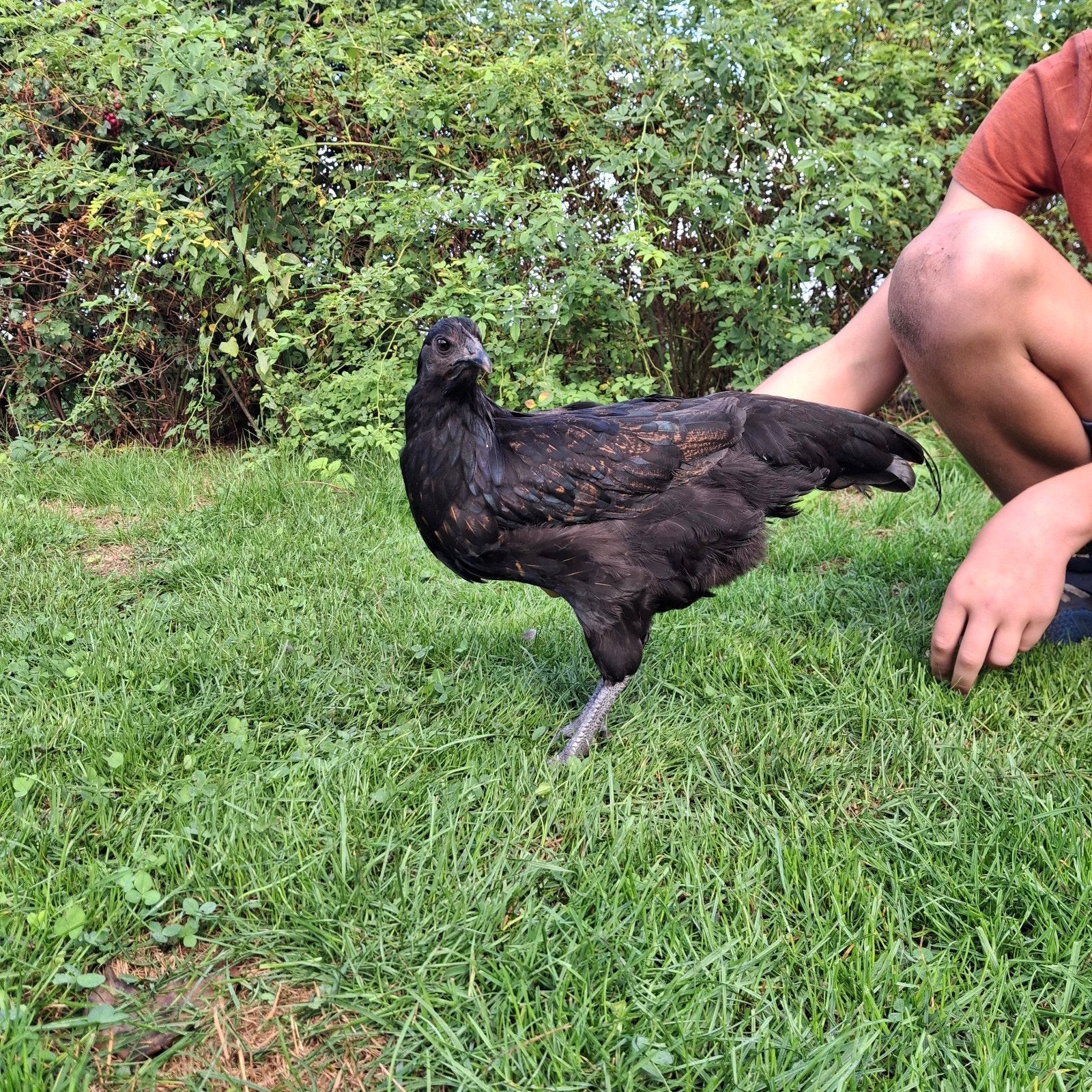 Ayam cemani of voodoo kippen, Dieren en Toebehoren, Kip