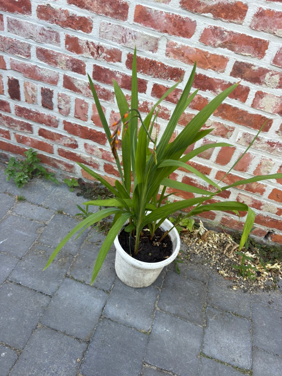 Crocosmia (Montbretia), Tuin en Terras, Ophalen