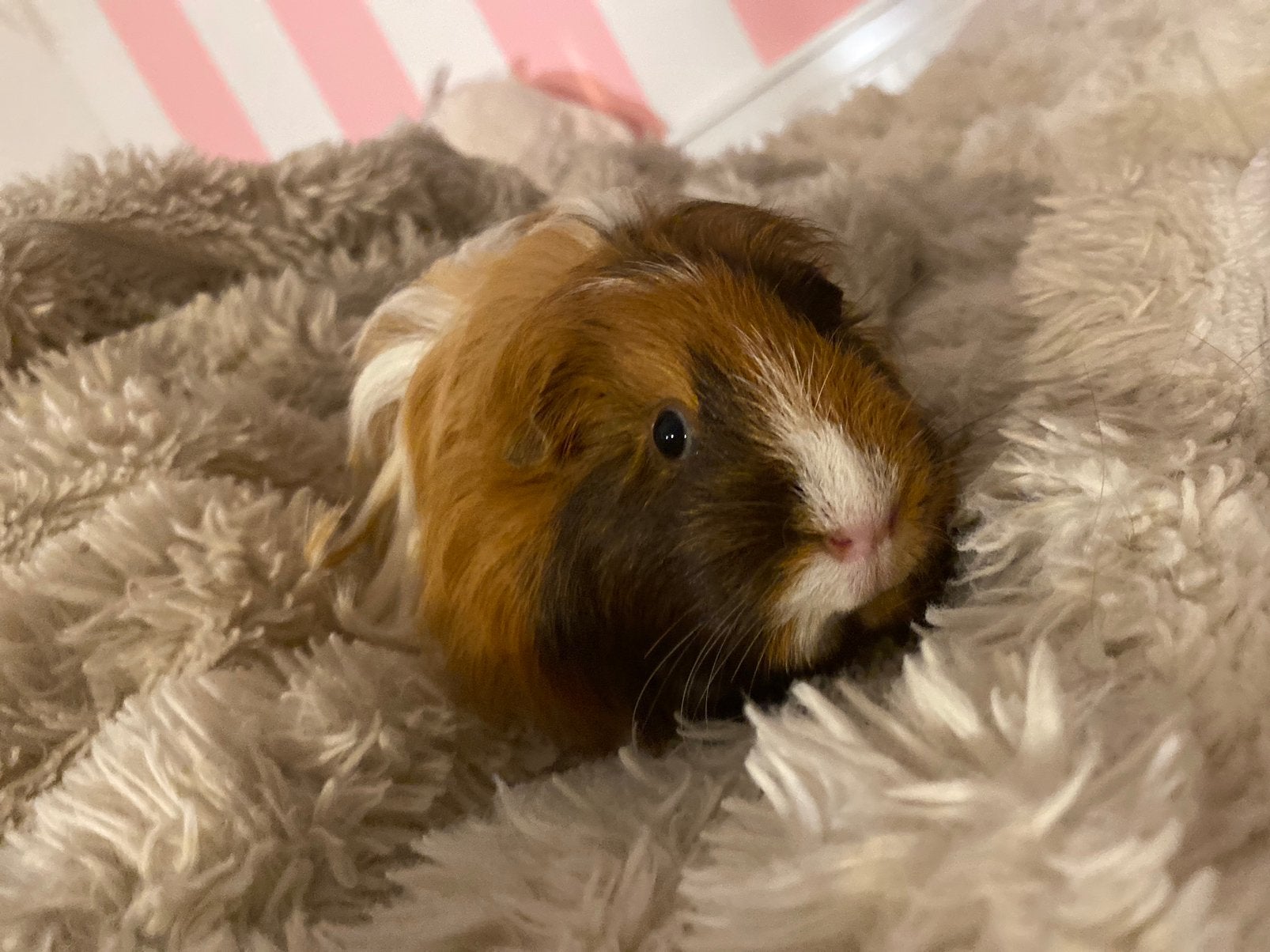 Cavia zeugje sheltie te koop, Cavia, Juni, Vrouwelijk, Tam