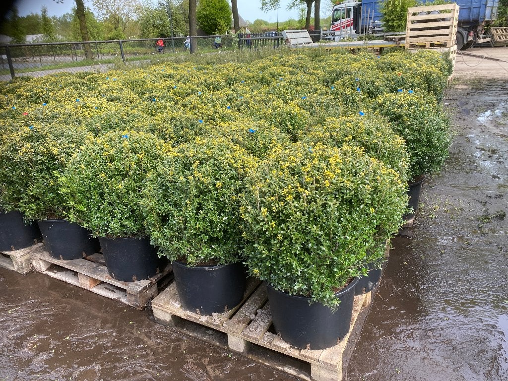 Ampoules Ilex et Yew, Enlèvement, Taxus, Arbuste